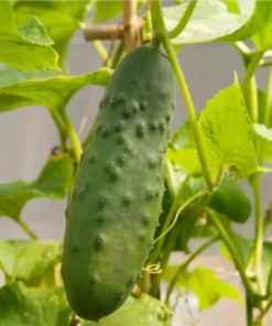 Marketmore Cucumber Live Starter Plants - Set of 2, 3-5 Inch Tall, Outdoor Vegetable - Image 2