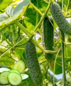 Marketmore Cucumber Live Starter Plants - Set of 2, 3-5 Inch Tall, Outdoor Vegetable - Image 3