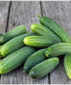 Marketmore Cucumber Live Starter Plants - Set of 2, 3-5 Inch Tall, Outdoor Vegetable - Image 5