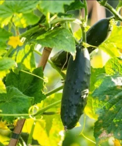 Marketmore Cucumber Live Starter Plants - Set of 2, 3-5 Inch Tall, Outdoor Vegetable - Image 6