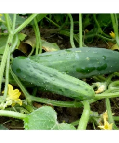 Marketmore Cucumber Live Starter Plants - Set of 2, 3-5 Inch Tall, Outdoor Vegetable - Image 7
