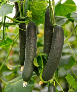 Marketmore Cucumber Live Starter Plants - Set of 2, 3-5 Inch Tall, Outdoor Vegetable - Image 8