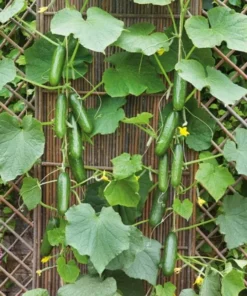 Marketmore Cucumber Live Starter Plants - Set of 2, 3-5 Inch Tall, Outdoor Vegetable - Image 9