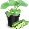 Marketmore Cucumber Live Starter Plants - Set of 2, 3-5 Inch Tall, Outdoor Vegetable - Image 1
