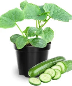 Marketmore Cucumber Live Starter Plants - Set of 2, 3-5 Inch Tall, Outdoor Vegetable - Image 1