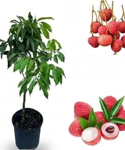 Mauritius Lychee Tree Live Plant, Grafted, 3 Ft Tall in 3 Gallon Pot - Image 4