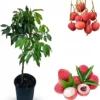 Mauritius Lychee Tree Live Plant - Grafted, 3 Gallon Pot, 3 Feet Tall - Image 1