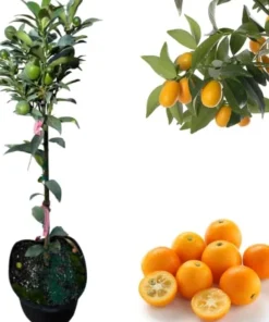 Meiwa Kumquat Live Tree - 3 Feet Tall, 5 Gallon Pot, Outdoor Fruit Plant - Image 1