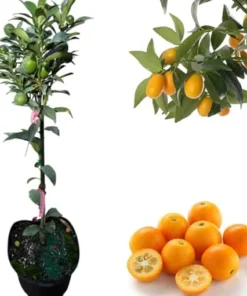 Meiwa Kumquat Tree Live Plant 3 Feet Tall in 5 Gallon Pot - Outdoor Fruit Tree - Image 7