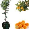 Meiwa Kumquat Tree Live Plant 3 Feet Tall in 5 Gallon Pot - Outdoor Fruit Tree - Image 1