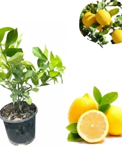 Meyer Lemon Live Plant - 3 Ft Tall in 1 Gallon Pot - Dwarf Citrus Tree - Image 1
