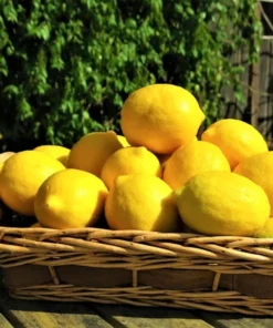 Meyer Lemon Live Plant – Fragrant Citrus Bush – Starter Plant – 2 to 3 Inch Tall - Image 2