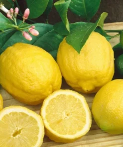 Meyer Lemon Live Plant – Fragrant Citrus Bush – Starter Plant – 2 to 3 Inch Tall - Image 3