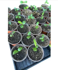 Meyer Lemon Live Plant – Fragrant Citrus Bush – Starter Plant – 2 to 3 Inch Tall - Image 6