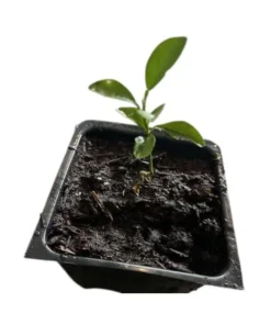 Meyer Lemon Live Plant – Fragrant Citrus Bush – Starter Plant – 2 to 3 Inch Tall - Image 7