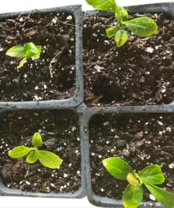 Meyer Lemon Live Plant – Fragrant Citrus Bush – Starter Plant – 2 to 3 Inch Tall - Image 8