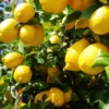 Meyer Lemon Live Plant – Fragrant Citrus Bush – Starter Plant – 2 to 3 Inch Tall - Image 1