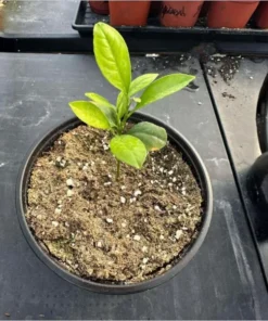 Meyer Lemon Live Plant - Sweet Citrus Tree, Well Rooted, 3-5 Inch Tall for Outdoor Garden - Image 10