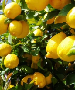Meyer Lemon Live Plant - Sweet Citrus Tree, Well Rooted, 3-5 Inch Tall for Outdoor Garden - Image 2