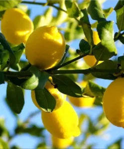 Meyer Lemon Live Plant - Sweet Citrus Tree, Well Rooted, 3-5 Inch Tall for Outdoor Garden - Image 4