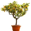 Meyer Lemon Live Plant - Sweet Citrus Tree, Well Rooted, 3-5 Inch Tall for Outdoor Garden - Image 1