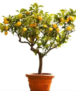 Meyer Lemon Live Plant - Sweet Citrus Tree, Well Rooted, 3-5 Inch Tall for Outdoor Garden - Image 1