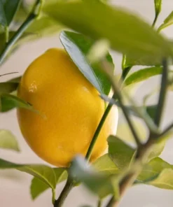 Meyer Lemon Live Plant - Sweet Citrus Tree, Well Rooted, 3-5 Inch Tall for Outdoor Garden - Image 5