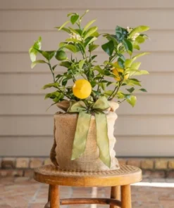 Meyer Lemon Live Plant - Sweet Citrus Tree, Well Rooted, 3-5 Inch Tall for Outdoor Garden - Image 6