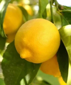 Meyer Lemon Tree Live Plant, 2-4 Ft Tall, 3 Gallon Pot, Yellow Lemons - Image 10