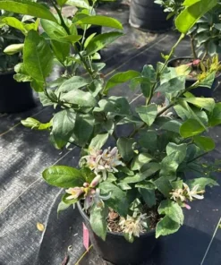 Meyer Lemon Tree Live Plant, 2-4 Ft Tall, 3 Gallon Pot, Yellow Lemons - Image 3