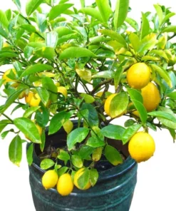 Meyer Lemon Tree Live Plant, 2-4 Ft Tall, 3 Gallon Pot, Yellow Lemons - Image 5