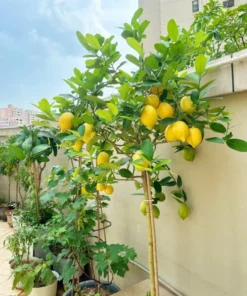 Meyer Lemon Tree Live Plant, 2-4 Ft Tall, 3 Gallon Pot, Yellow Lemons - Image 6