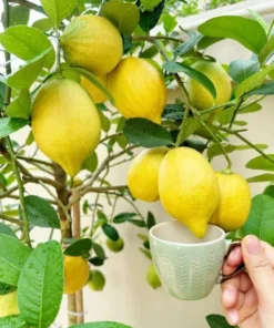 Meyer Lemon Tree Live Plant, 2-4 Ft Tall, 3 Gallon Pot, Yellow Lemons - Image 7