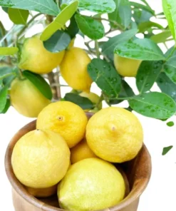 Meyer Lemon Tree Live Plant, 2-4 Ft Tall, 3 Gallon Pot, Yellow Lemons - Image 8