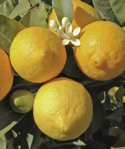 Meyer Lemon Tree Live Plant, 2-4 Ft Tall, 3 Gallon Pot, Yellow Lemons - Image 9