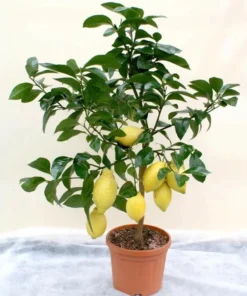 Meyer Lemon Tree Live Plant, 2-4 Ft Tall, 3 Gallon Pot, Yellow Lemons - Image 1