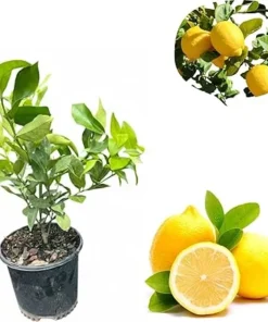 Meyer Lemon Tree Live Plant - 3 Ft Tall, 1 Gallon Pot, Dwarf Citrus Fruit - Image 3