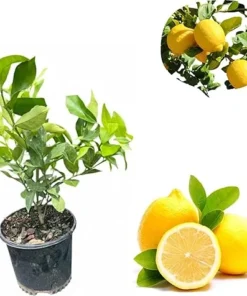 Meyer Lemon Tree Live Plant - 3 Ft Tall, 1 Gallon Pot, Dwarf Citrus Fruit - Image 7