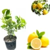 Meyer Lemon Tree Live Plant - 3 Ft Tall, 1 Gallon Pot, Dwarf Citrus Fruit - Image 1