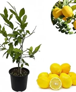Meyers Lemon Tree Live Plant 3 Feet Tall in 2 Gallon Pot - Hardy Citrus Fruit - Image 6