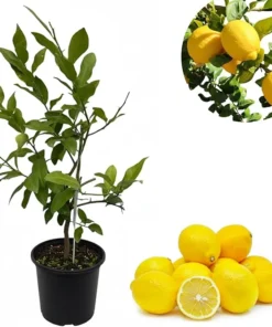 Meyers Lemon Tree Live Plant, Hardy Citrus Fruit, 3 Feet Tall, 2 Gallon Pot, Outdoor - Image 2