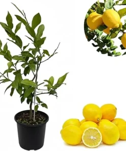 Meyers Lemon Tree Live Plant, Hardy Citrus Fruit, 3 Feet Tall, 2 Gallon Pot, Outdoor - Image 4