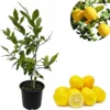 Meyers Lemon Tree Live Plant, Hardy Citrus Fruit, 3 Feet Tall, 2 Gallon Pot, Outdoor - Image 1