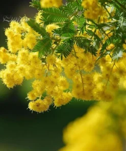 Mimosa Wattle Seedling Live Plant - Acacia Baileyana Tree, 3-5 Inch Tall, 4 Inch Pot - Image 2