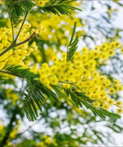 Mimosa Wattle Seedling Live Plant - Acacia Baileyana Tree, 3-5 Inch Tall, 4 Inch Pot - Image 3