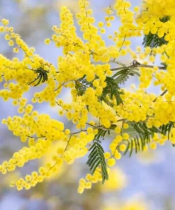 Mimosa Wattle Seedling Live Plant - Acacia Baileyana Tree, 3-5 Inch Tall, 4 Inch Pot - Image 5