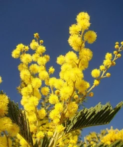 Mimosa Wattle Seedling Live Plant - Acacia Baileyana Tree, 3-5 Inch Tall, 4 Inch Pot - Image 6