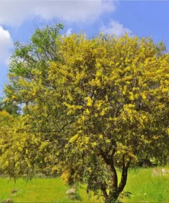 Mimosa Wattle Seedling Live Plant - Acacia Baileyana Tree, 3-5 Inch Tall, 4 Inch Pot - Image 7