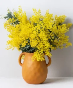 Mimosa Wattle Seedling Live Plant - Acacia Baileyana Tree, 3-5 Inch Tall, 4 Inch Pot - Image 1