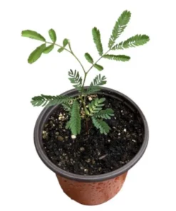 Mimosa Wattle Seedling Live Plant - Acacia Baileyana Tree, 3-5 Inch Tall, 4 Inch Pot - Image 8